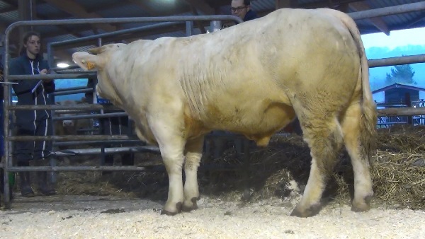reproducteur charolais inscrit MALIN