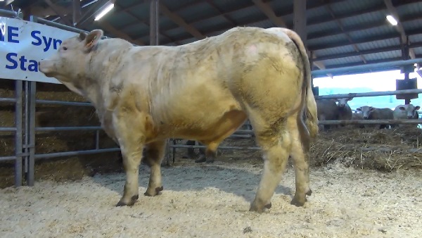 reproducteur charolais inscrit NEXUS