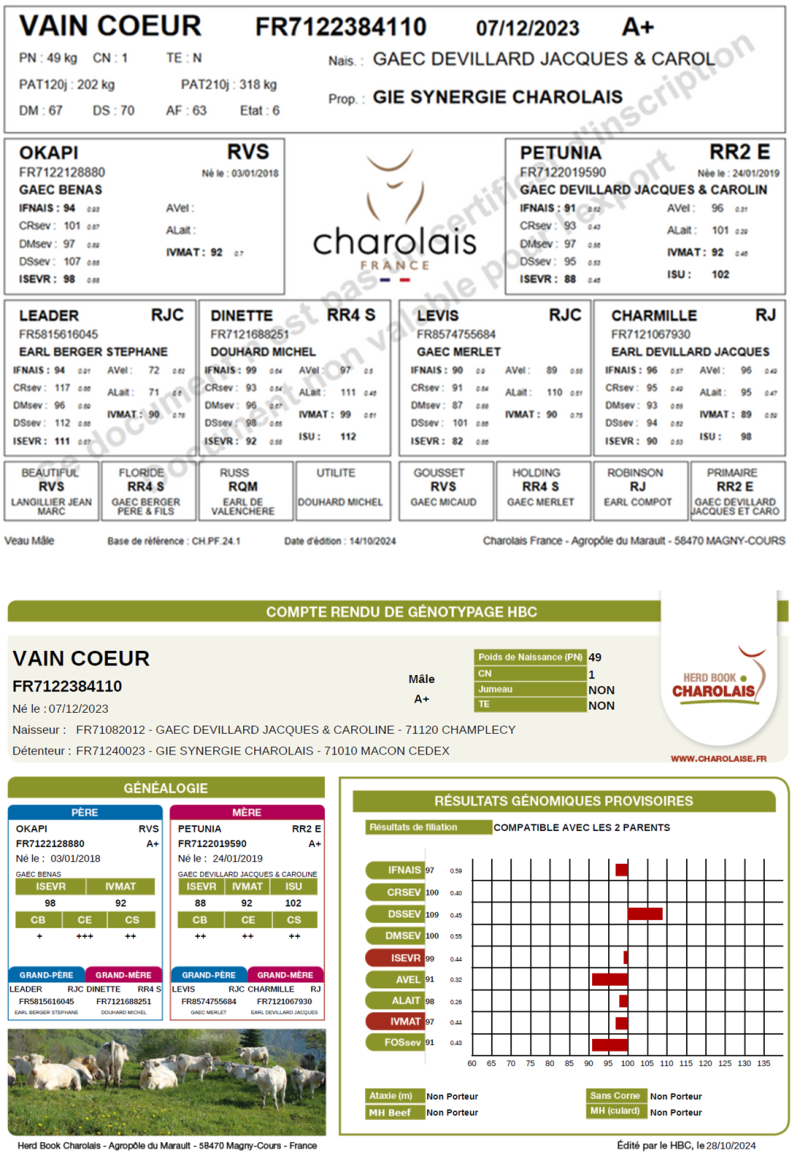 genealogie taureau charolais VAIN COEUR