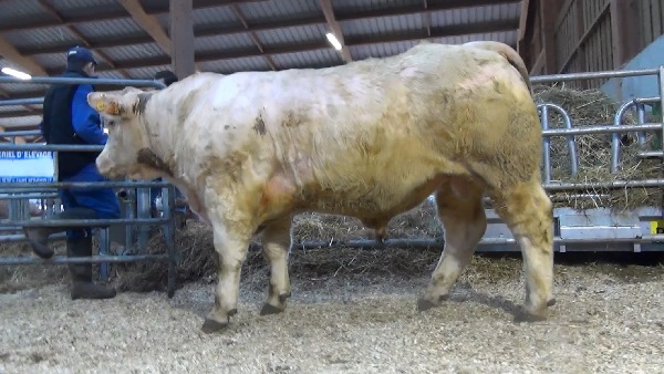 reproducteur charolais inscrit NARCISSIK