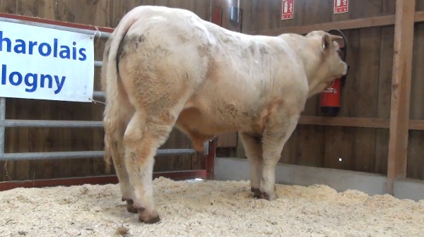 reproducteur charolais inscrit OR BLANC