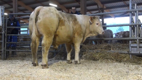 reproducteur charolais inscrit NOUGAT