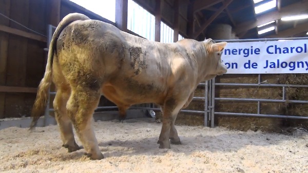 reproducteur charolais inscrit NOUGAT