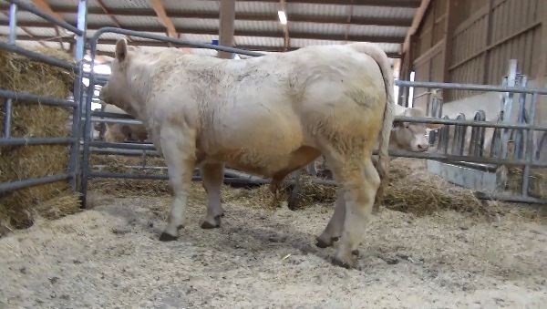 reproducteur charolais inscrit ODIN