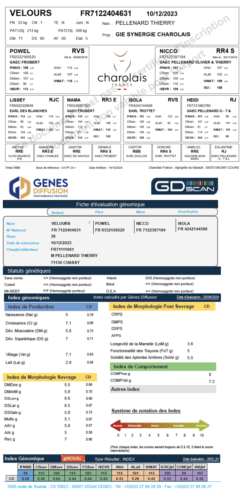 genealogie taureau charolais VELOURS