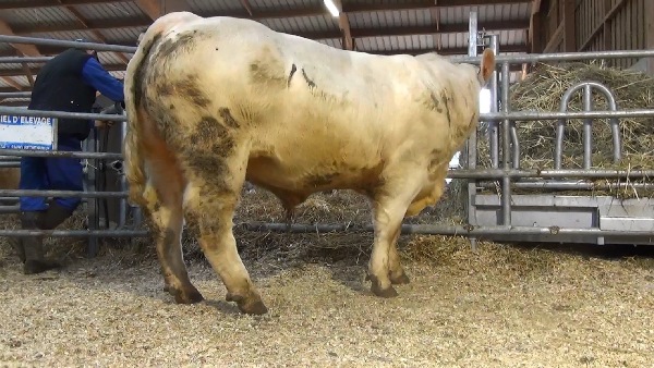 reproducteur charolais inscrit NUAGE
