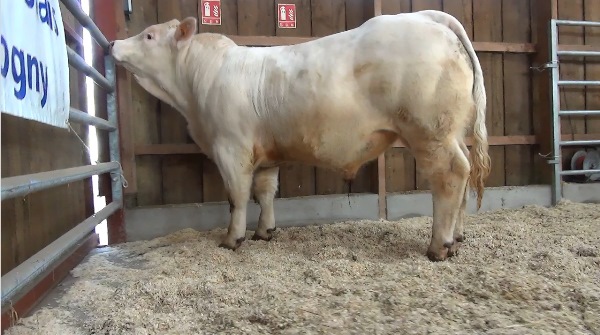 reproducteur charolais inscrit NAPOLITAIN