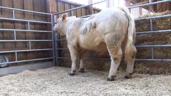 reproducteur charolais inscrit NED