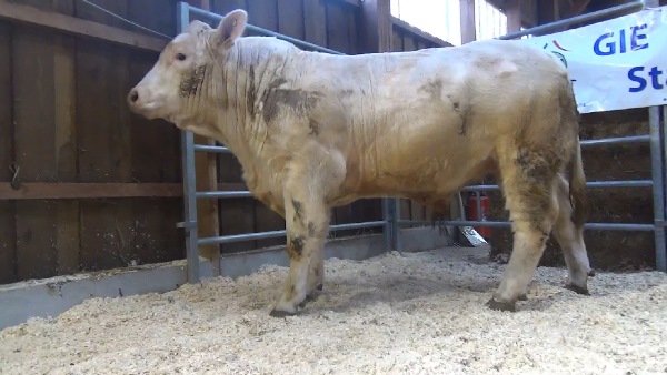 reproducteur charolais inscrit NAVARRO