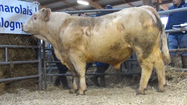 reproducteur charolais inscrit NORMAN 