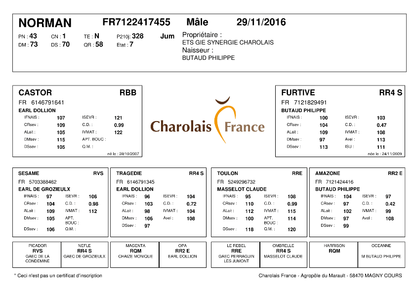 genealogie taureau charolais NORMAN 