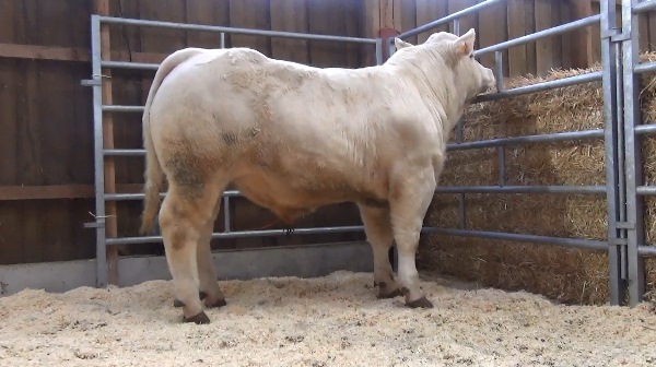 reproducteur charolais inscrit OMER
