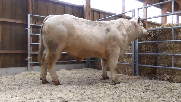 reproducteur charolais inscrit OCTANE