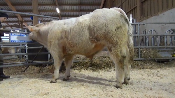 reproducteur charolais inscrit OMALEY