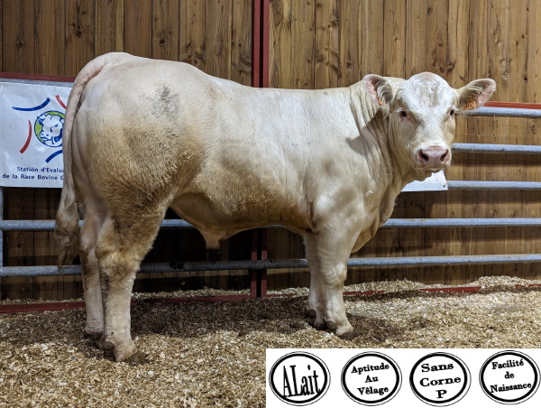 reproducteur charolais inscrit URUBU P