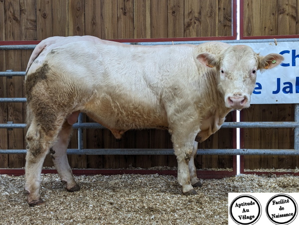 reproducteur charolais inscrit USTENSIL