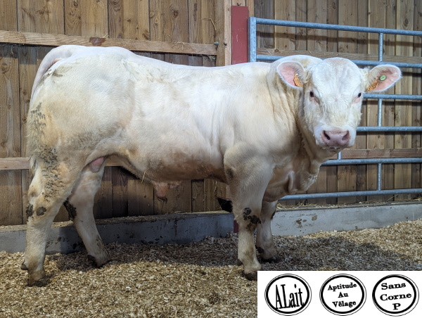 reproducteur charolais inscrit UTOPISTE