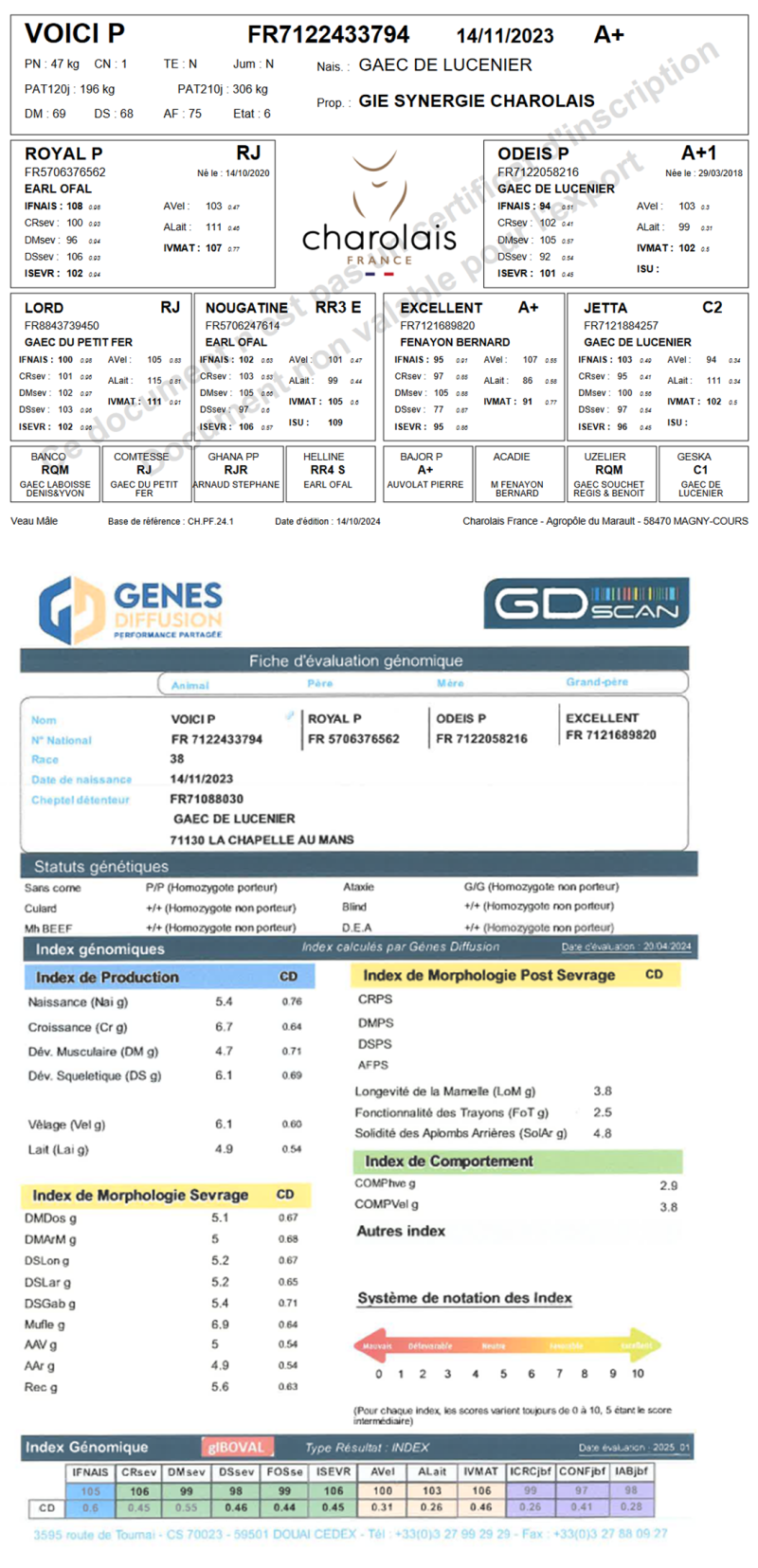 genealogie taureau charolais VOICI P