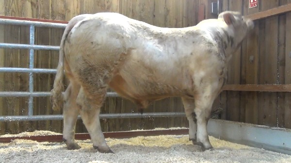 reproducteur charolais inscrit NIRVANA