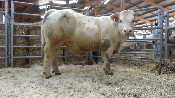 reproducteur charolais inscrit OWENS