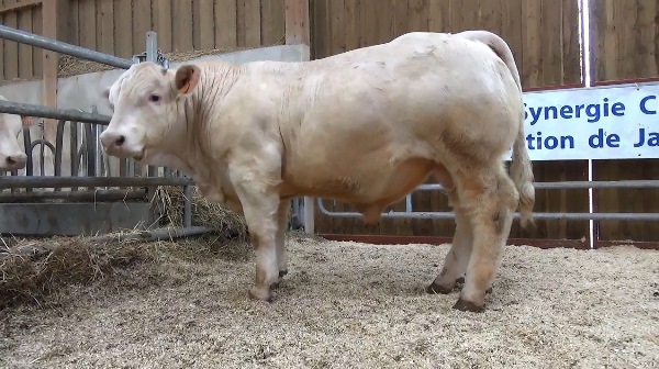 reproducteur charolais inscrit OBAMA SC