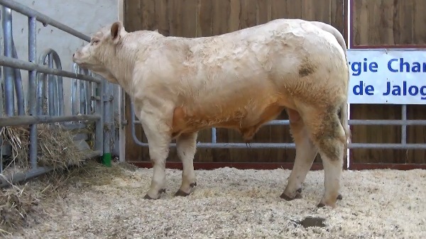 reproducteur charolais inscrit OASIS SC