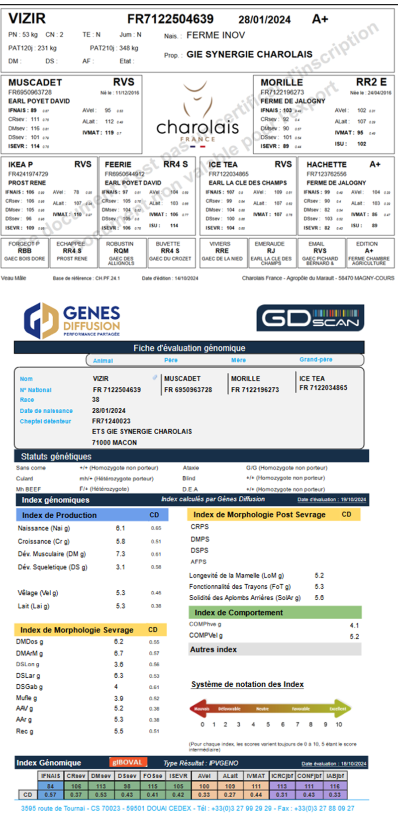 genealogie taureau charolais VIZIR