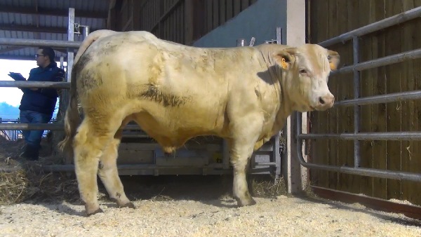 reproducteur charolais inscrit NEPTUNE
