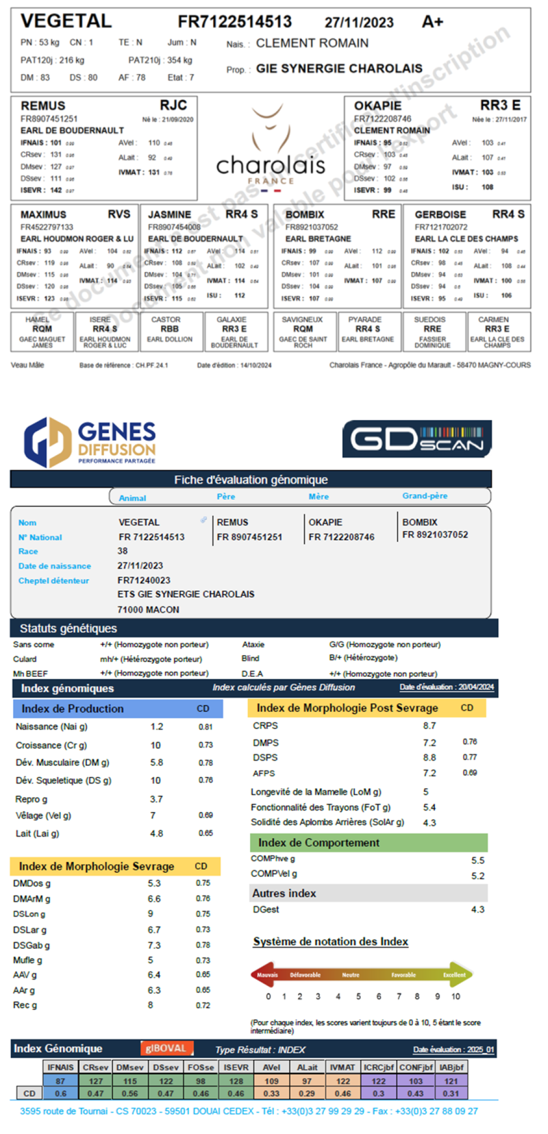 genealogie taureau charolais VEGETAL