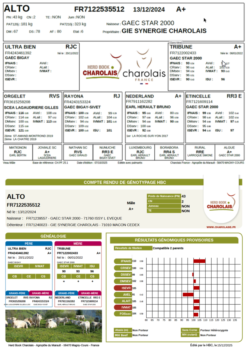 genealogie taureau charolais ALTO