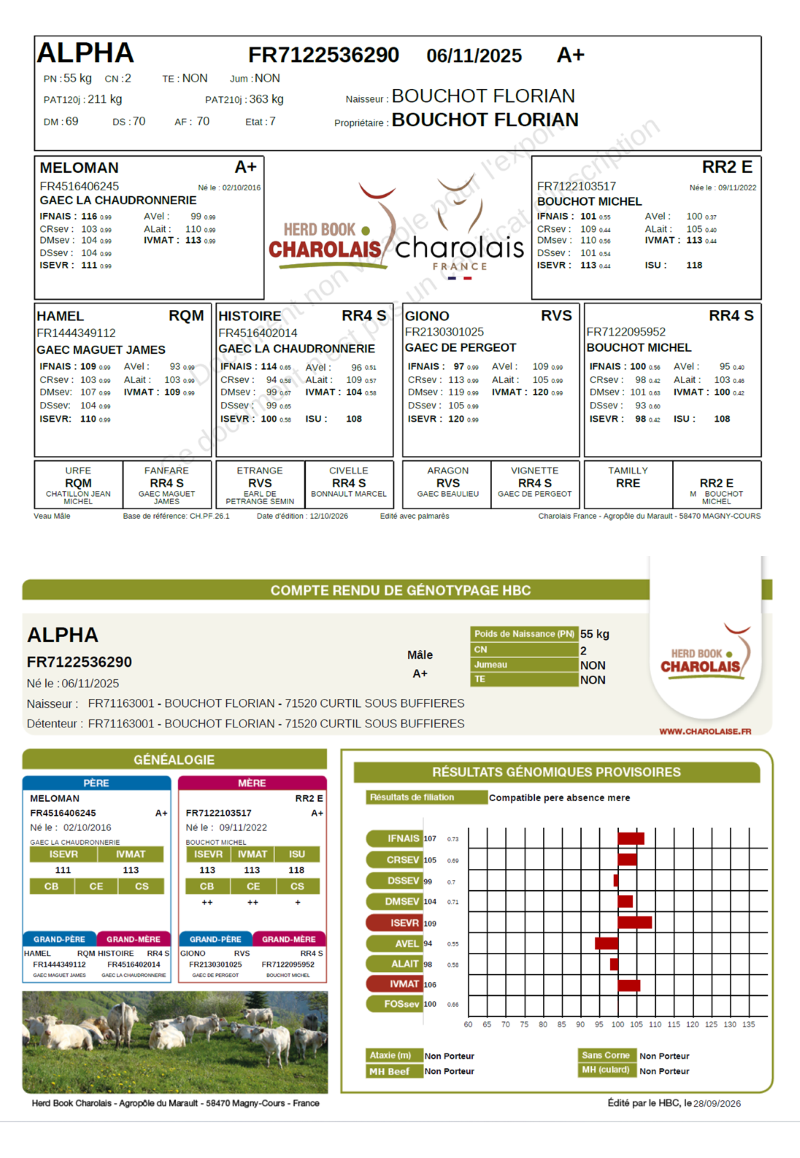 genealogie taureau charolais ALPHA     