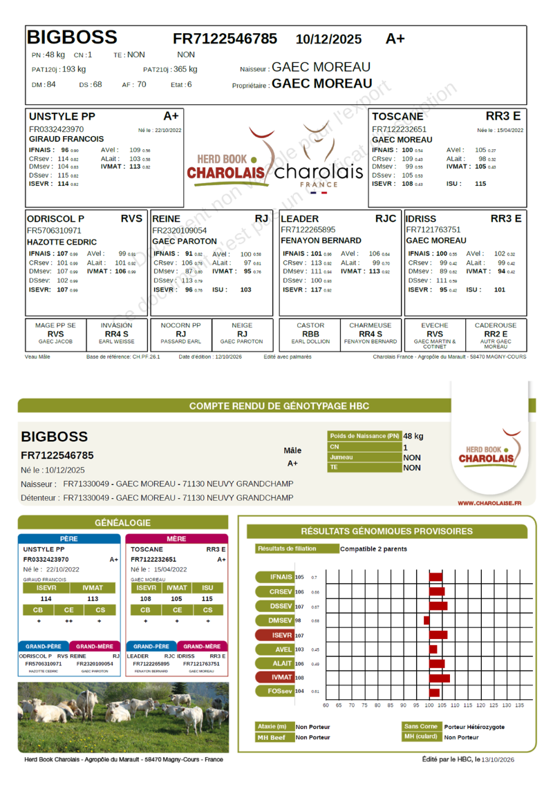 genealogie taureau charolais BIGBOSS   