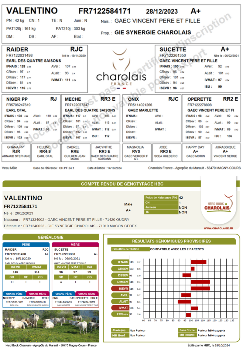 genealogie taureau charolais VALENTINO