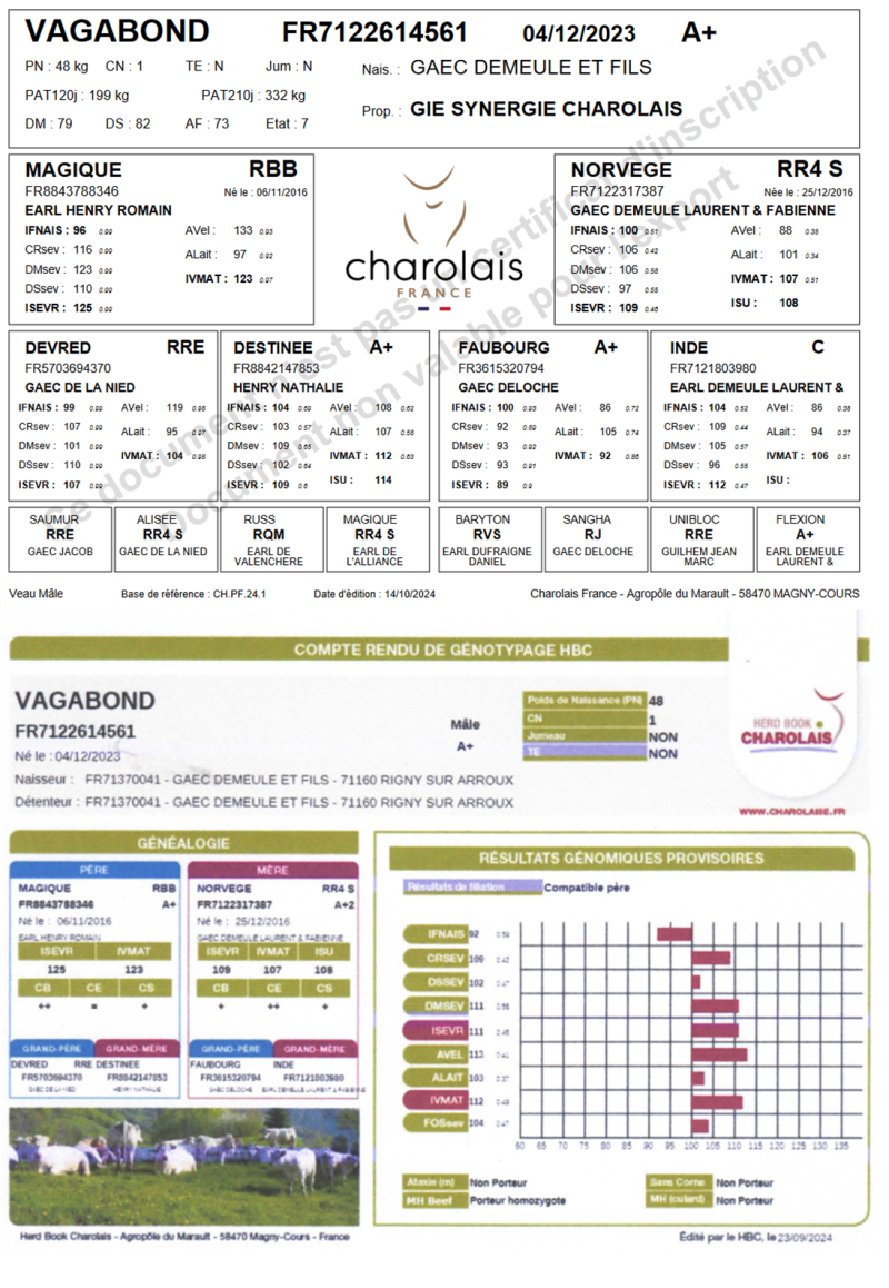 genealogie taureau charolais VAGABOND