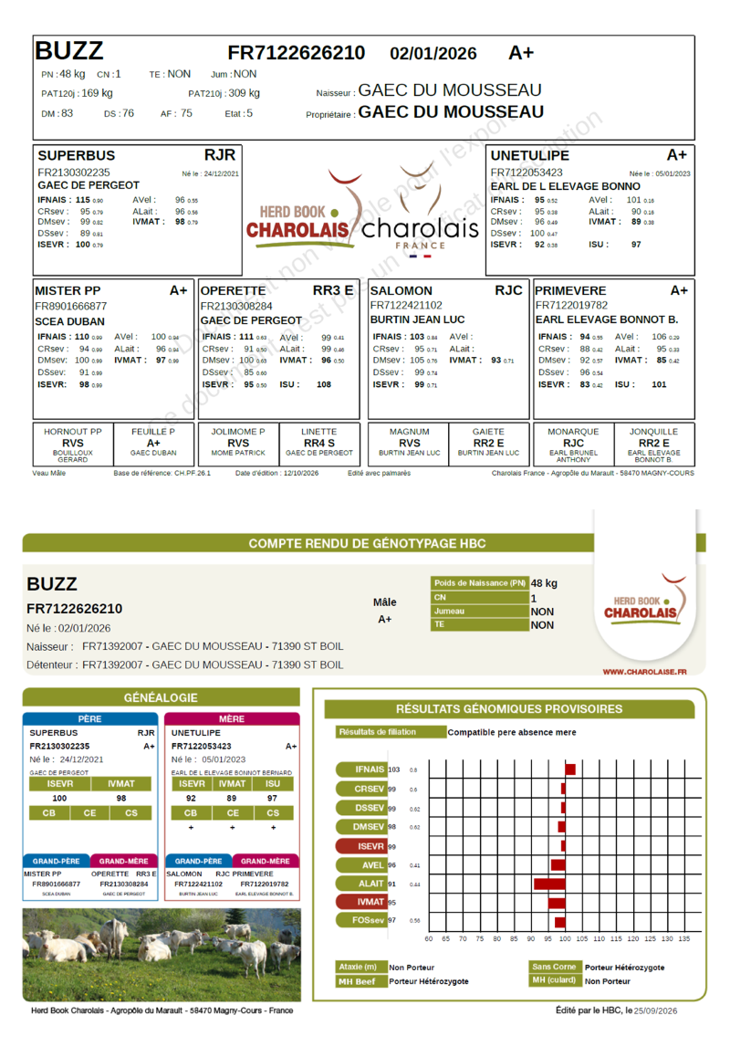 genealogie taureau charolais BUZZ      