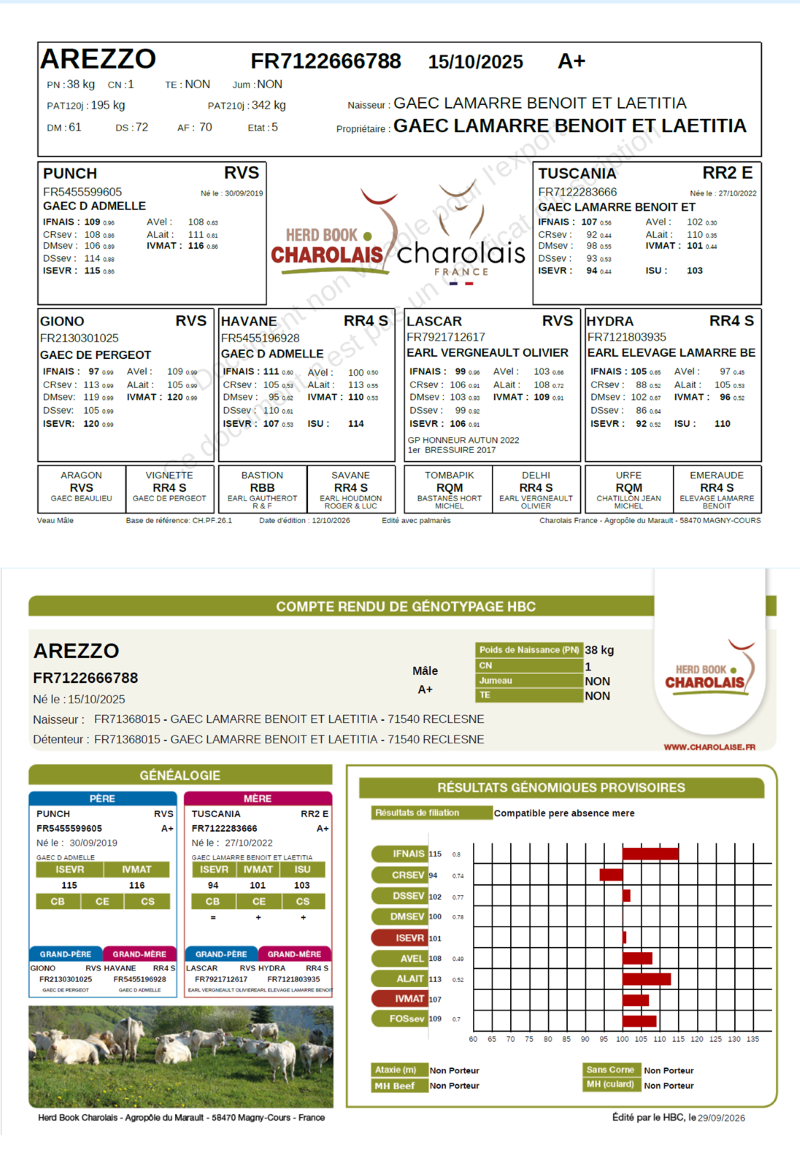 genealogie taureau charolais AREZZO    