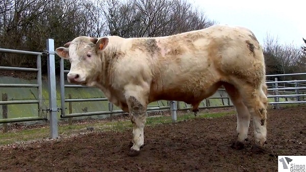reproducteur charolais inscrit HAMILTON