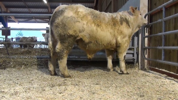 reproducteur charolais inscrit NEVERS