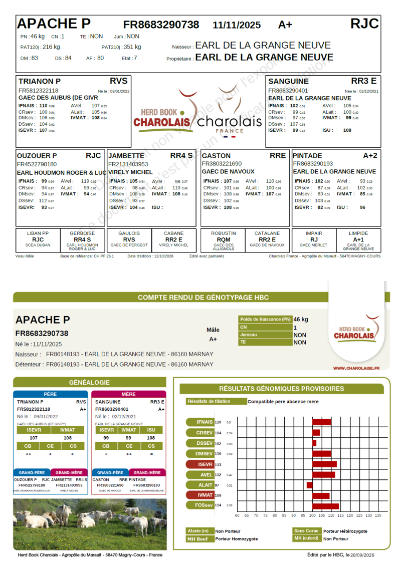 genealogie taureau charolais APACHE P  