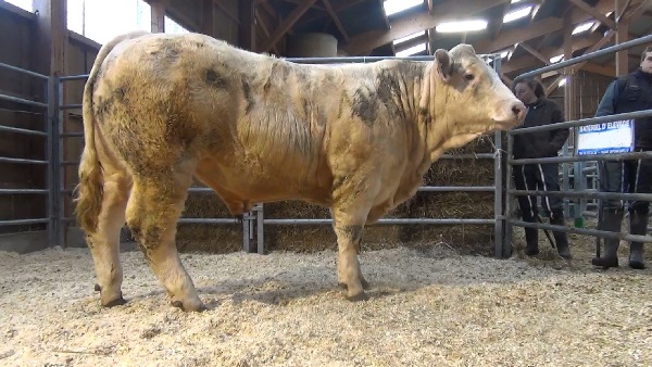 reproducteur charolais inscrit MIKADO