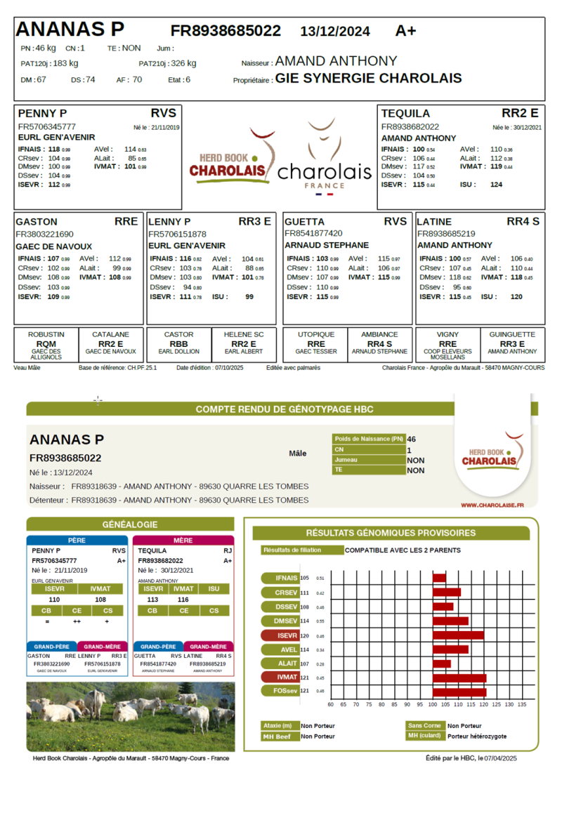 genealogie taureau charolais ANANAS