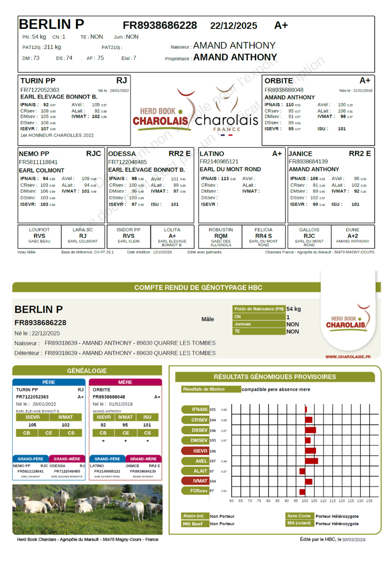genealogie taureau charolais BERLIN P  