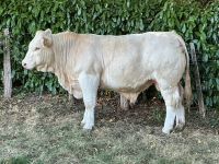ARION     