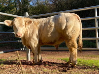 VALEO