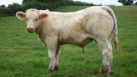 VALENTIN