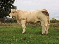 NAPOLEON