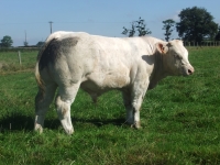 IBISCUS