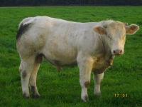 HONGROIS