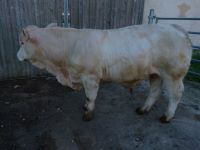 TITAN