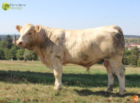 URUBU P